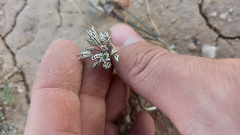 Allium lehmannianum