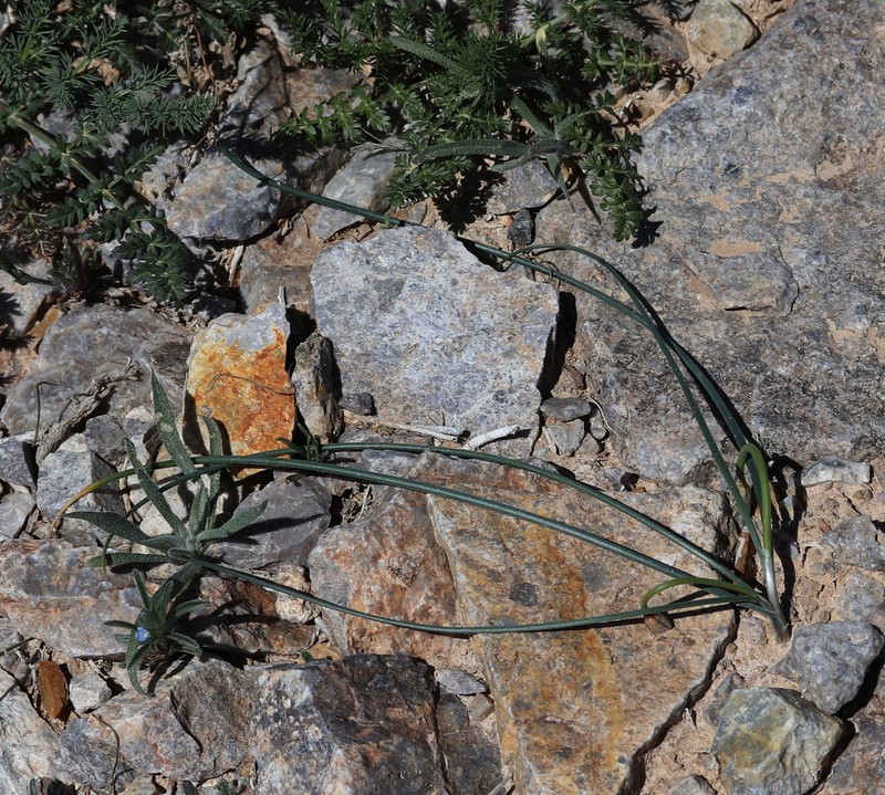 Allium lehmannianum photo 2