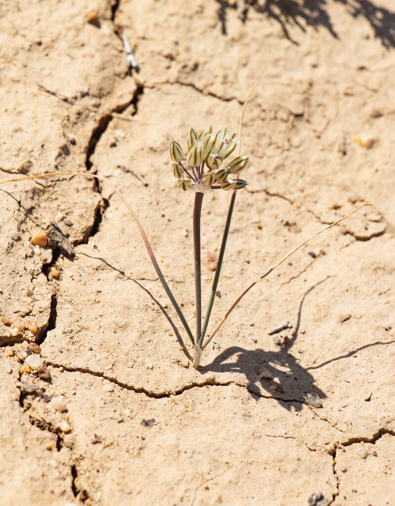 Allium lehmannianum photo 3