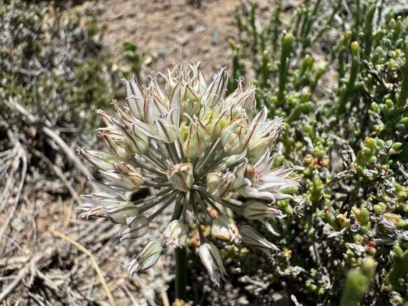 Allium lehmannianum photo 4