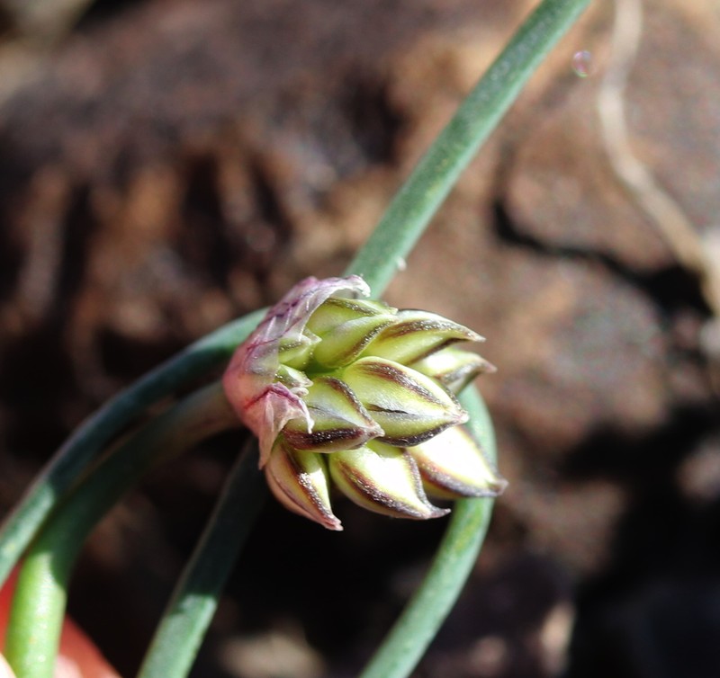 Allium lehmannianum photo 5