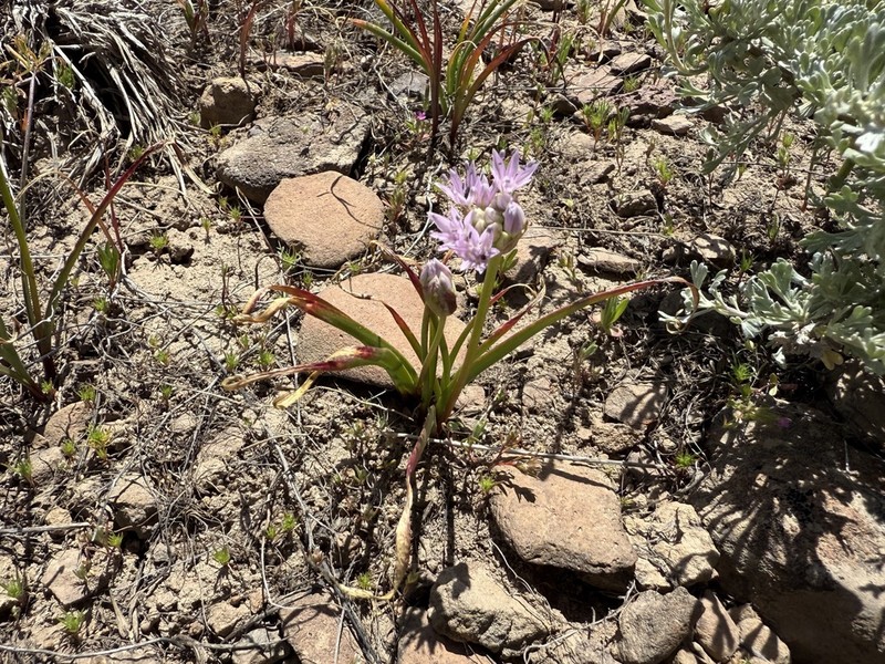 Lemmon's Onion photo 4