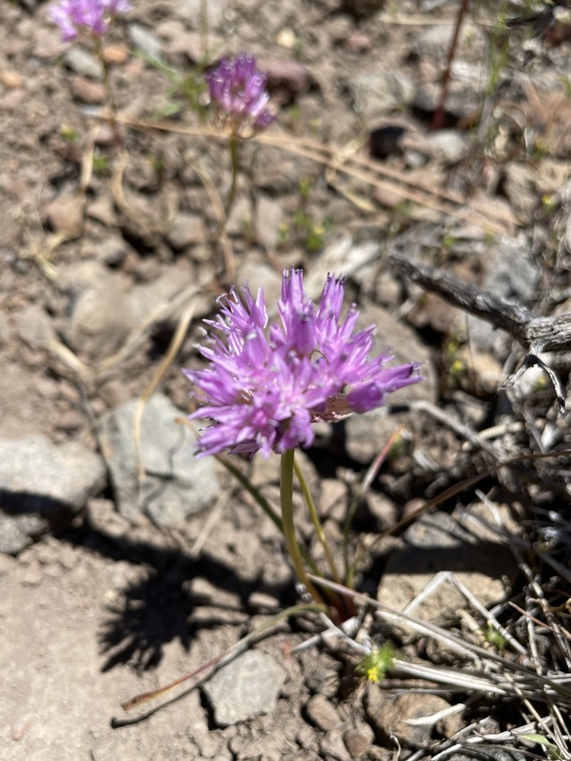 Lemmon's Onion photo 6