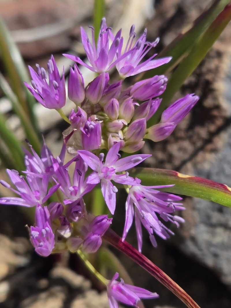 Lemmon's Onion photo 8