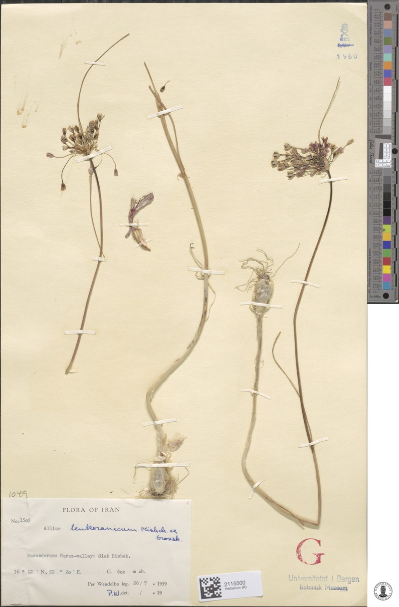 Allium lenkoranicum