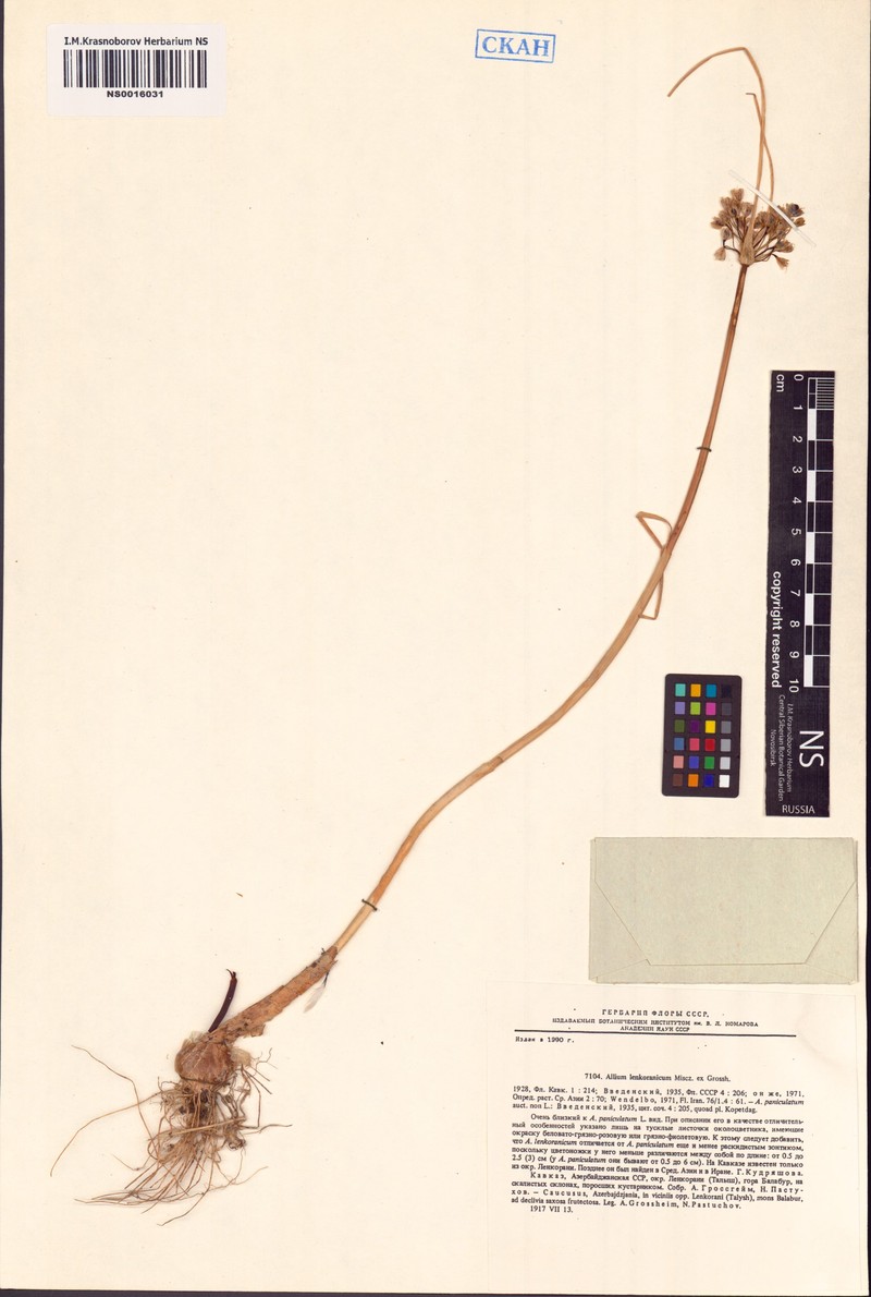 Allium lenkoranicum photo 2