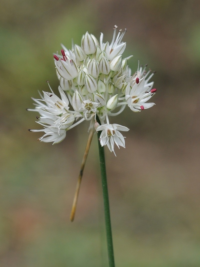 Allium leptomorphum photo 2