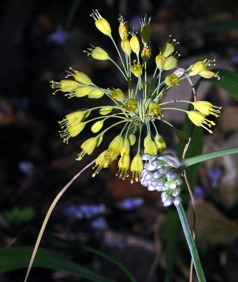 Allium leucanthum photo 2