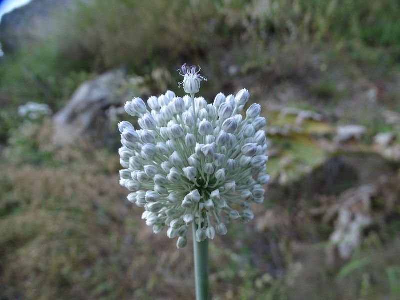 Allium leucanthum photo 7