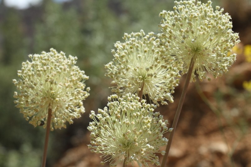 Allium leucanthum photo 8