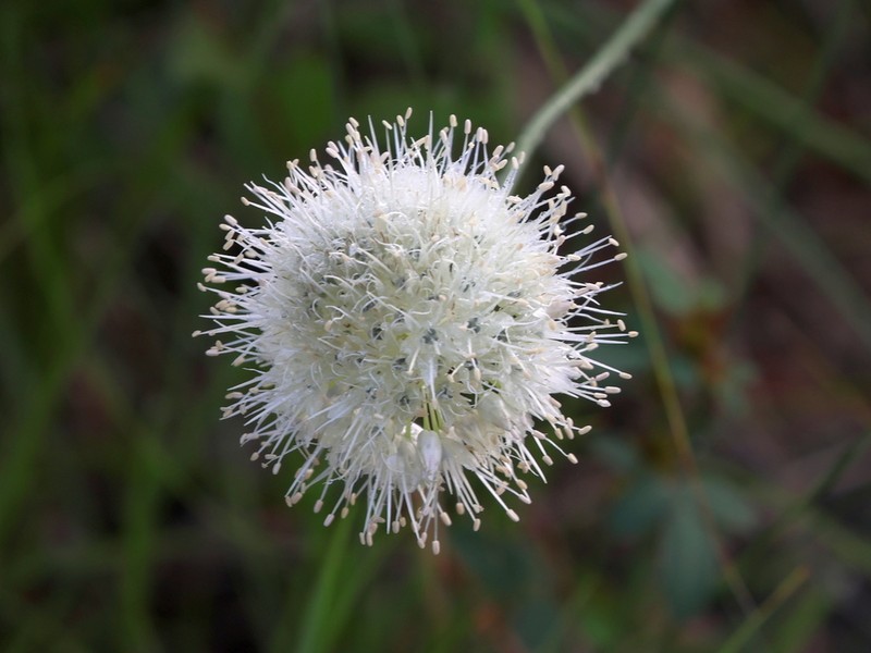 Allium leucocephalum