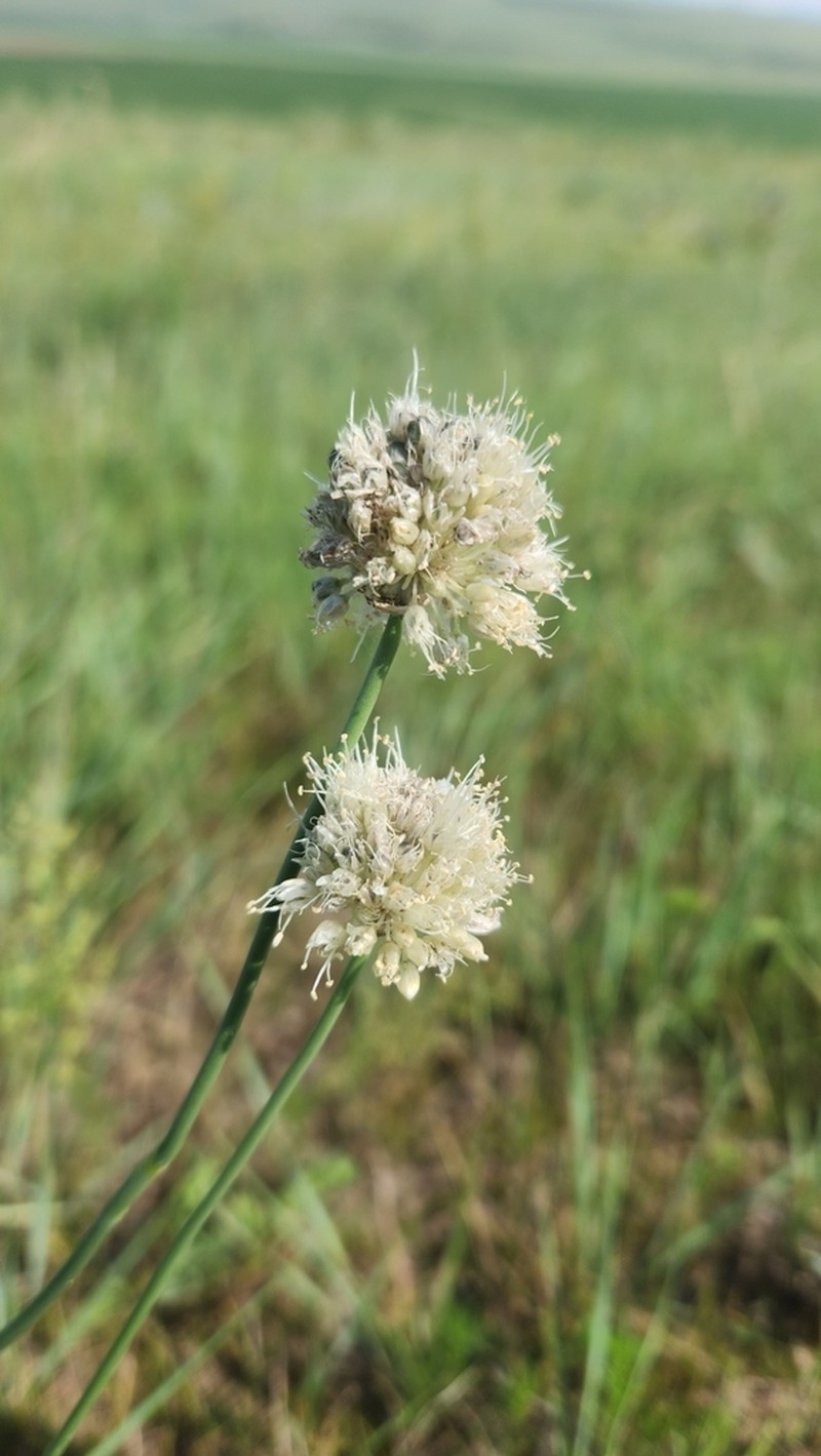 Allium leucocephalum photo 2