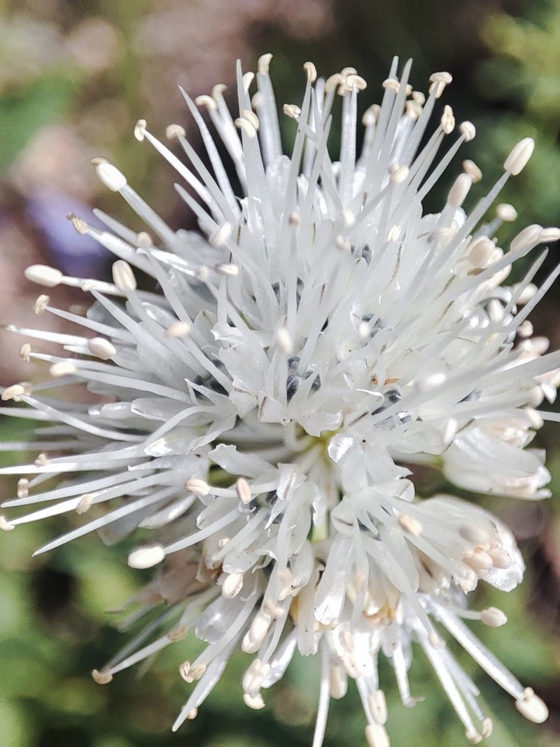 Allium leucocephalum photo 3