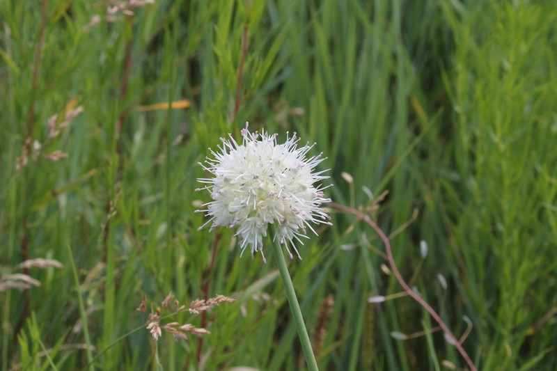 Allium leucocephalum photo 4