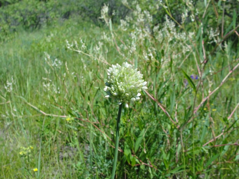 Allium leucocephalum photo 5