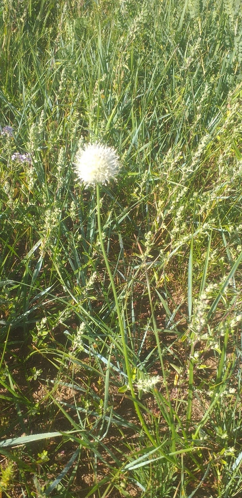 Allium leucocephalum photo 6