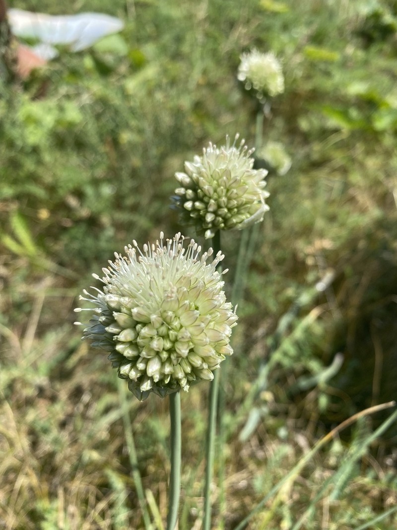 Allium leucocephalum photo 7
