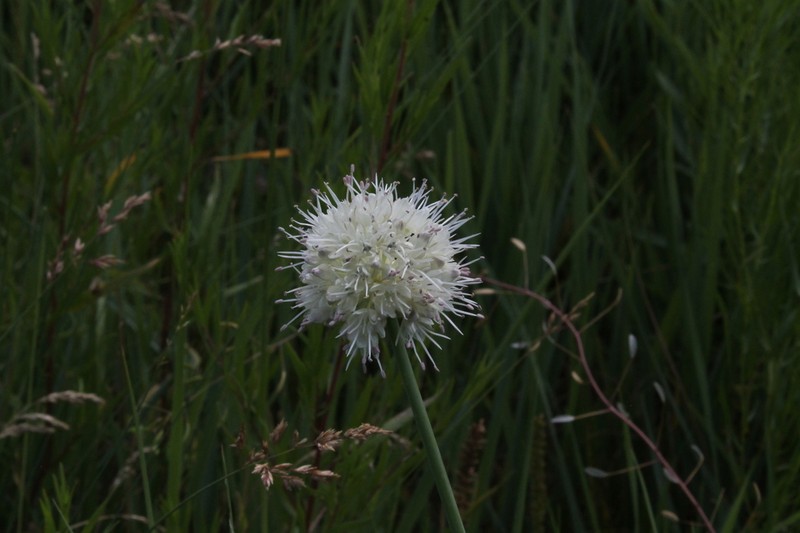 Allium leucocephalum photo 8