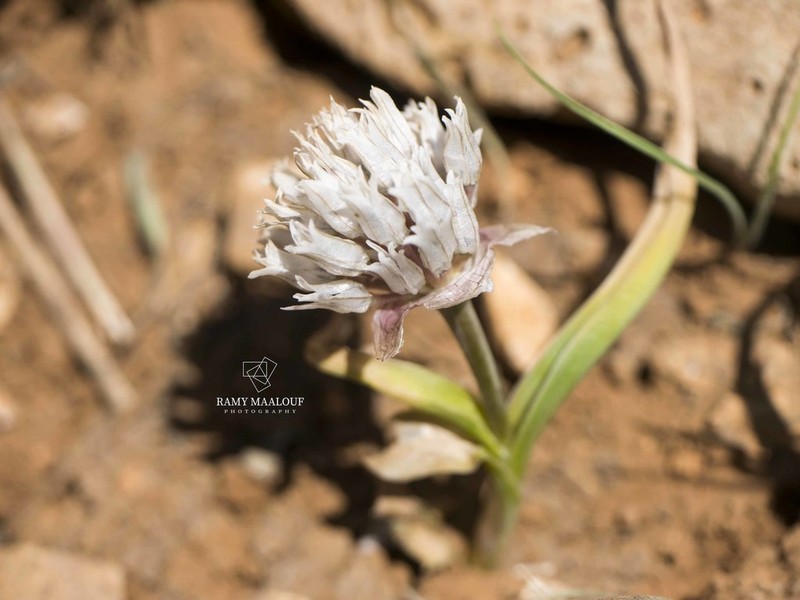 Allium libani photo 2