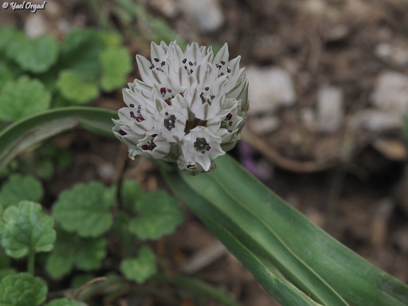 Allium libani photo 3