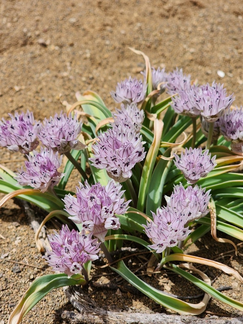 Allium libani photo 4