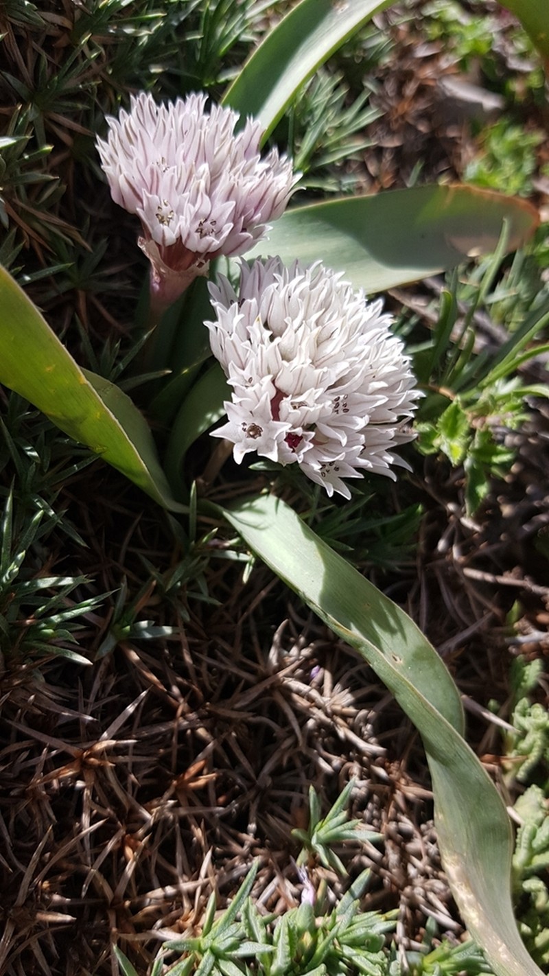 Allium libani photo 5