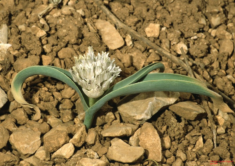 Allium libani photo 6