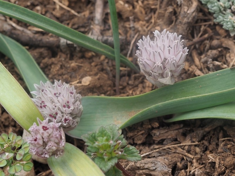 Allium libani photo 8