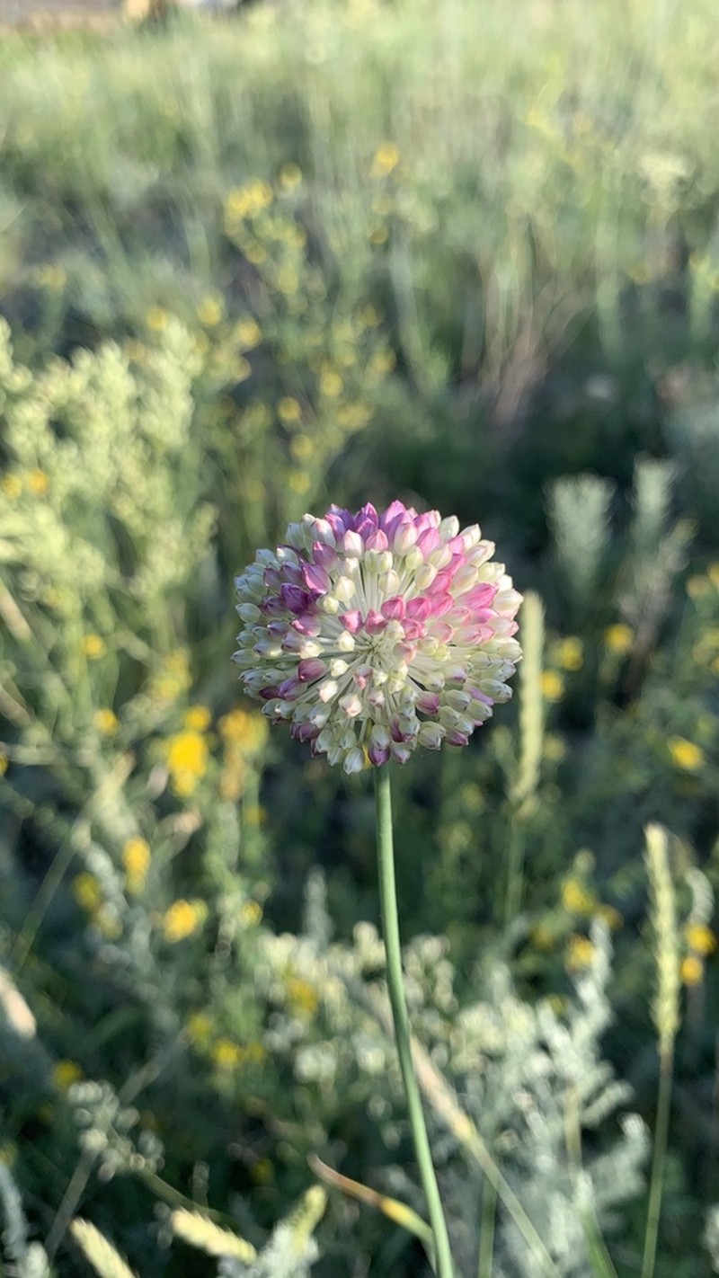 Allium lineare