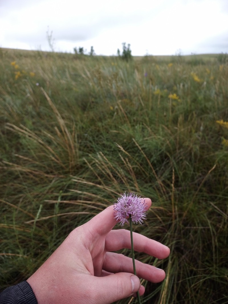 Allium lineare photo 2