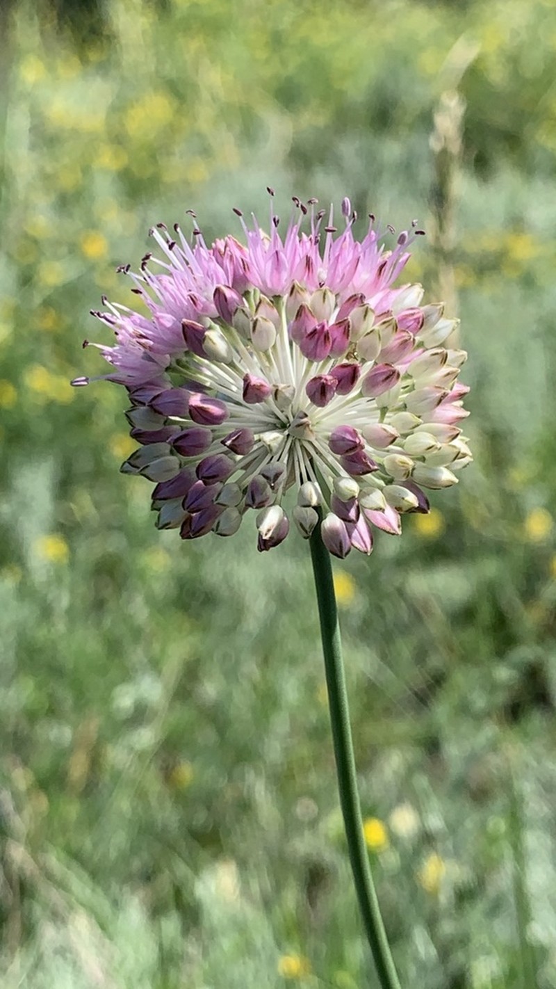 Allium lineare photo 3