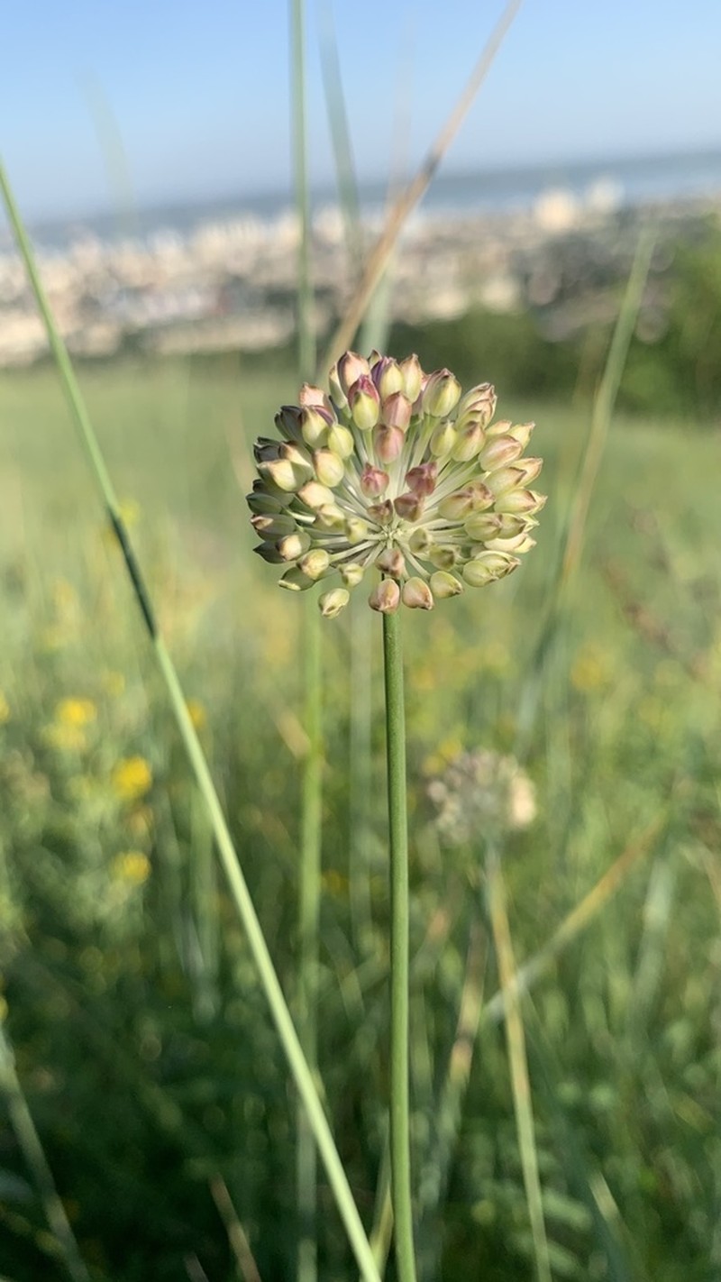 Allium lineare photo 4