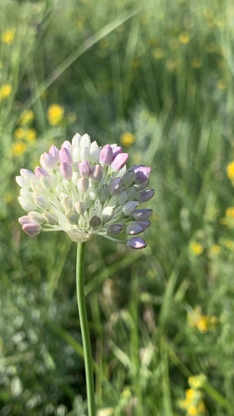 Allium lineare photo 5