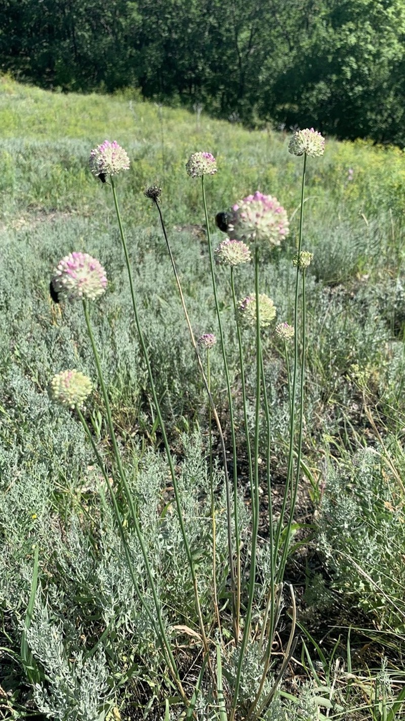 Allium lineare photo 6