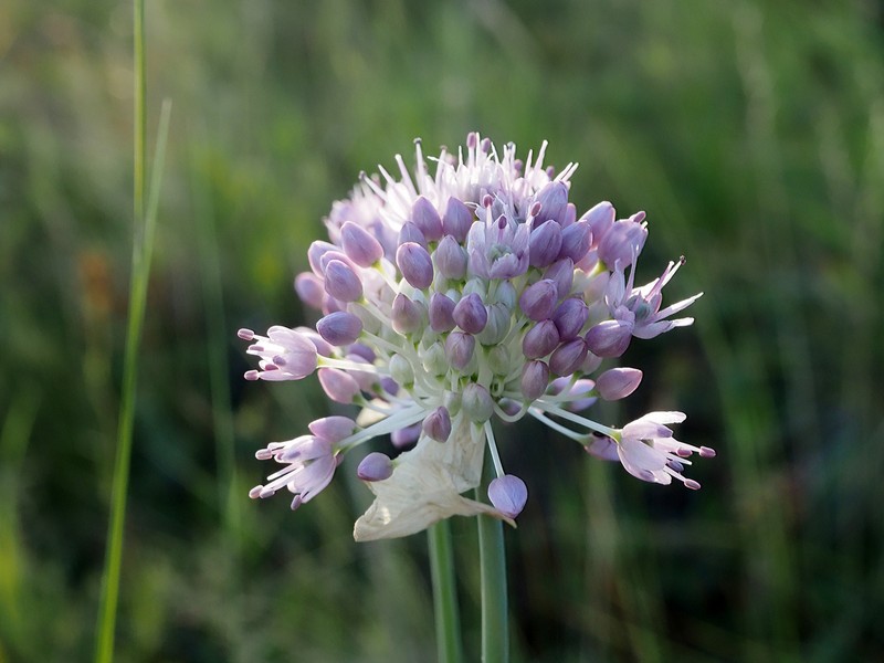 Allium lineare photo 7