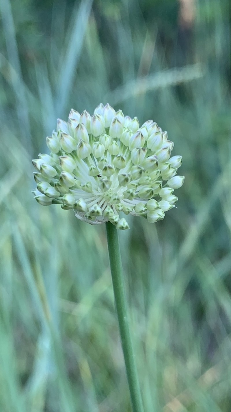 Allium lineare photo 8