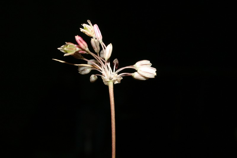 Allium litardierei