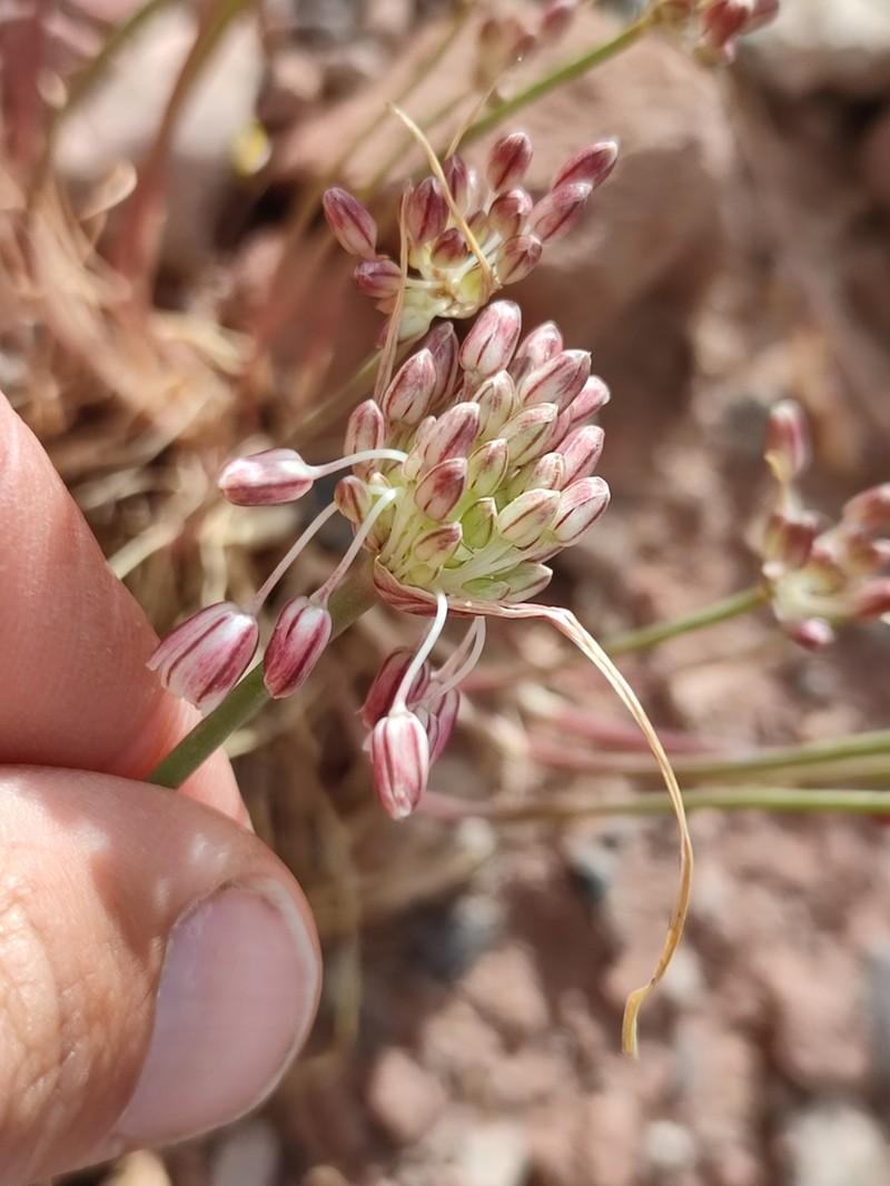Allium litardierei photo 3