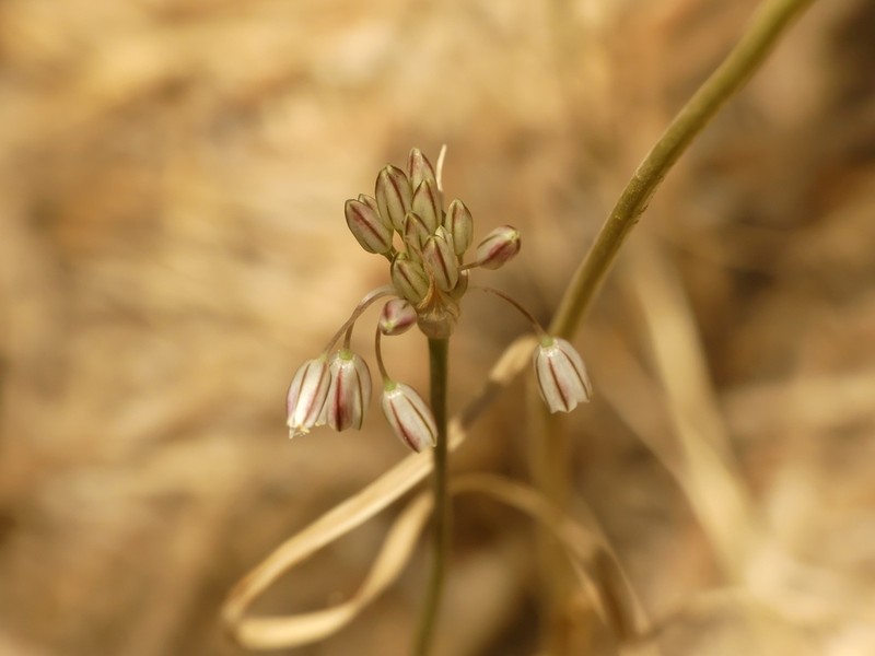Allium litardierei photo 4