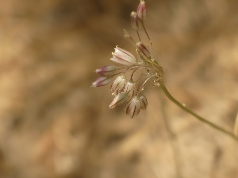 Allium litardierei photo 5