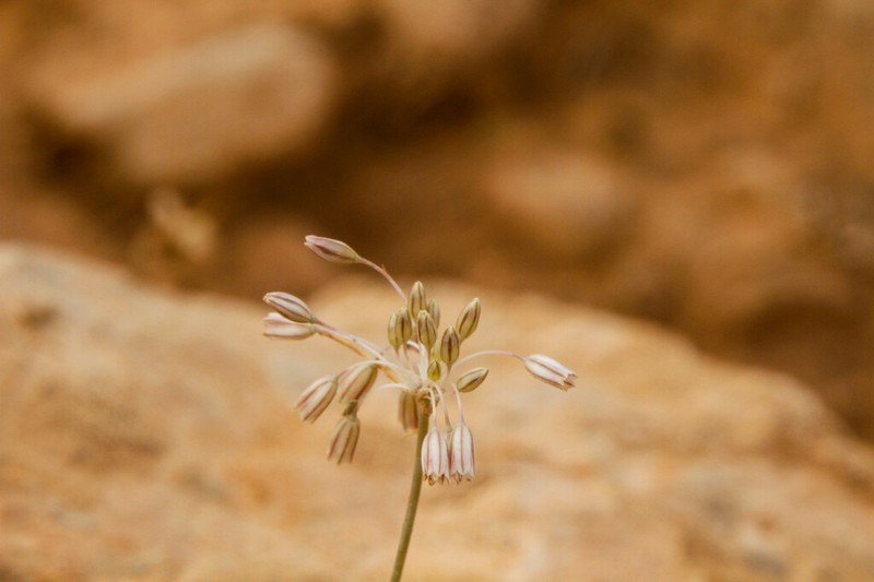 Allium litardierei photo 6