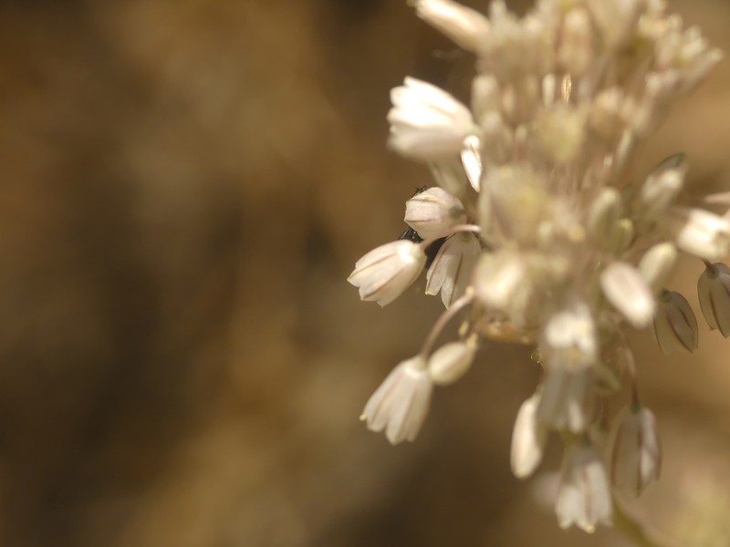 Allium litardierei photo 7