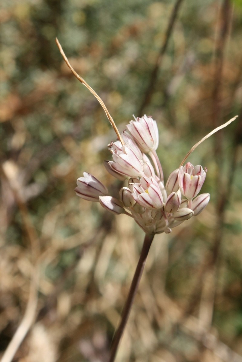 Allium litardierei photo 8