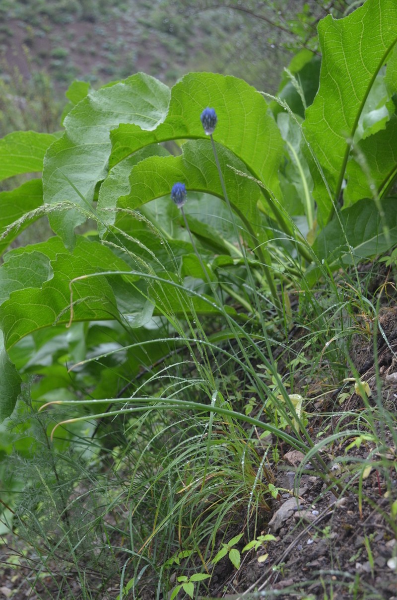 Allium litvinovii photo 3