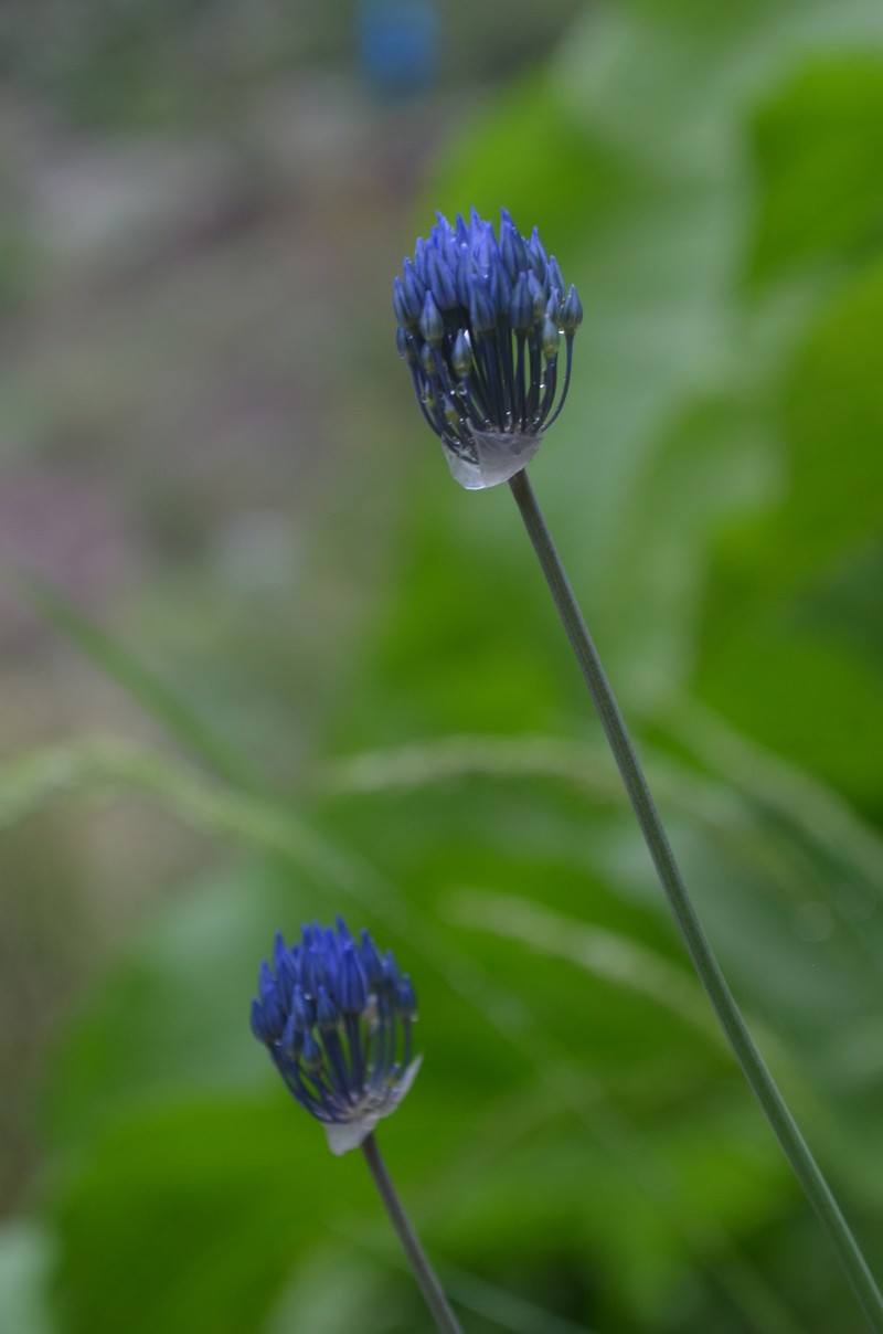 Allium litvinovii photo 6