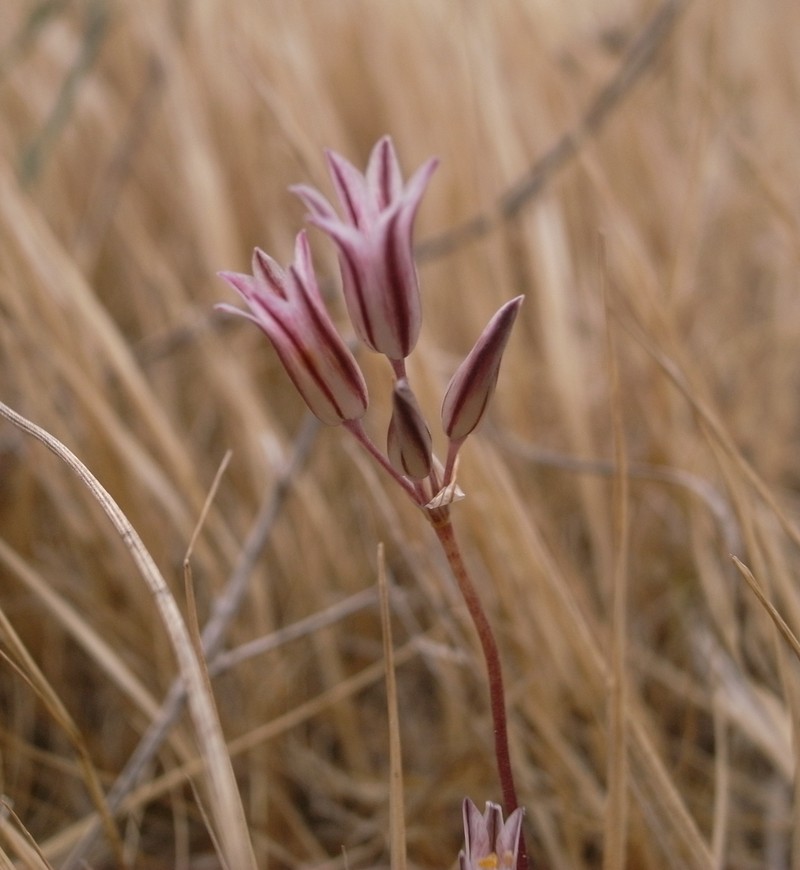 Allium lojaconoi