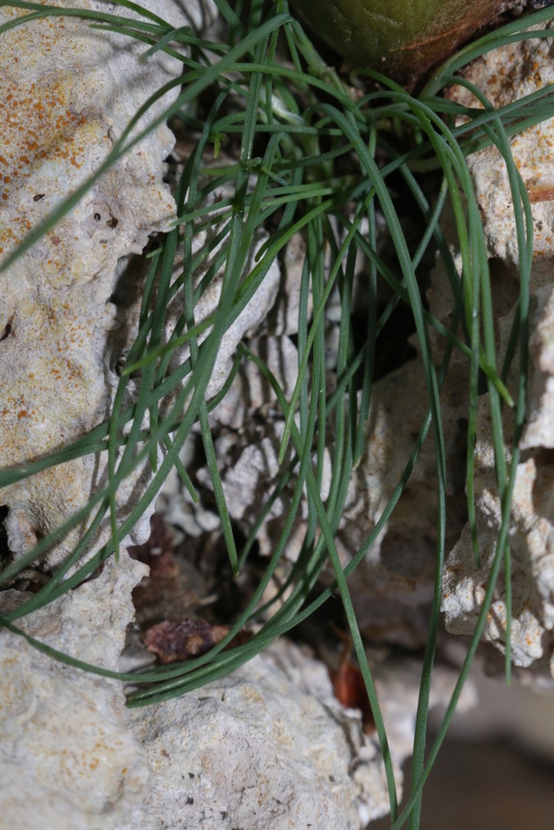 Allium lojaconoi photo 2
