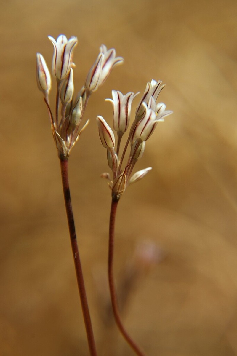 Allium lojaconoi photo 3