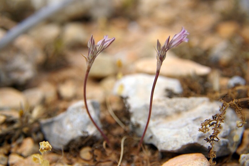 Allium lojaconoi photo 4