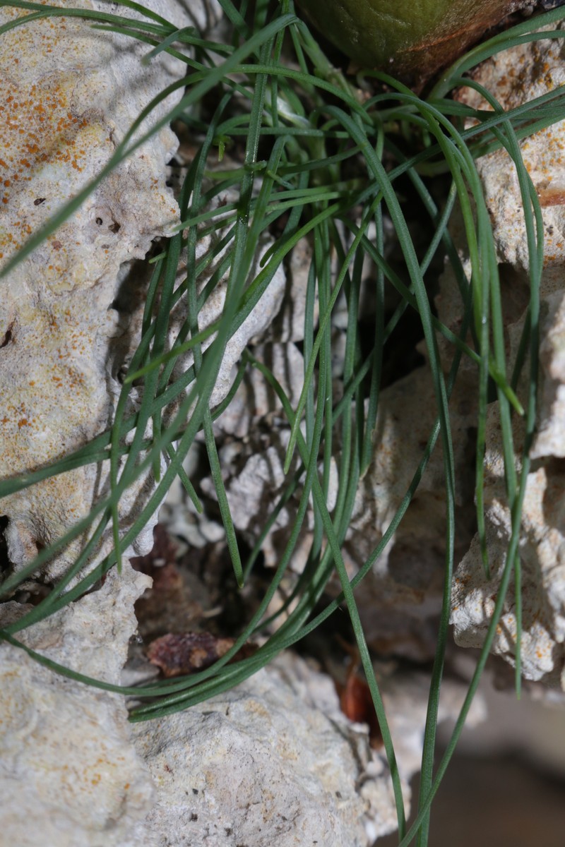Allium lojaconoi photo 5